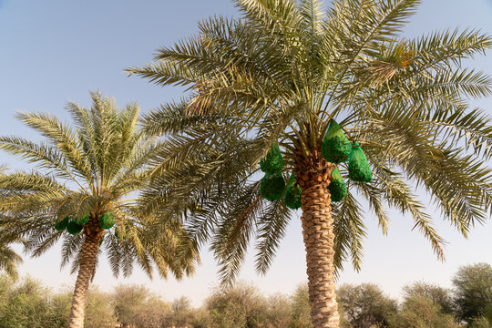 Dates covered in green netting bags on two palm trees