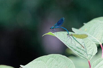 calopteryx