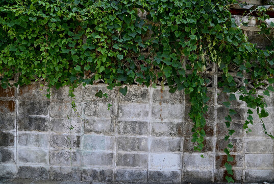 Close up of green climber plant on wall natural with natural background at Thailand.