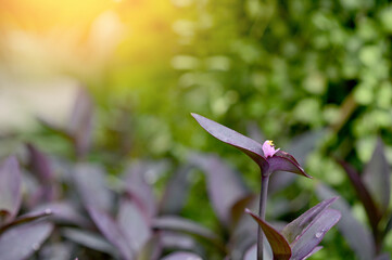 Closeup of Beautiful Flower of Tradescantia pallida or Purple Heart Spiderwart plant and purple queen with natural background in the garden at Thailand. 