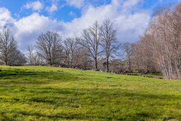 field and the trees in Zamora