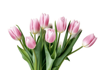 Obraz na płótnie Canvas Pink Tulips Transparent Isolated.AI