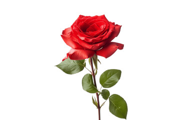 Red Rose: Transparent Isolated Flower, Ai
