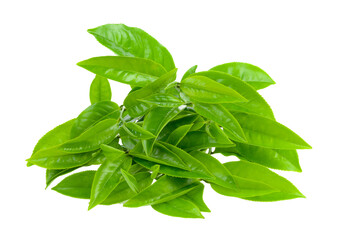 tea leaf isolated on transparent png