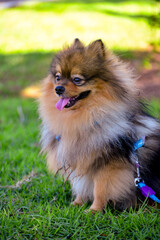 dog on grass, pomeranian puppy on grass, dog in the street, dog in the park, portrait of a pomeranian, portrait of dog,world animal day, animal adoption day, san francisco de assis day, adopt pet