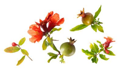 pomegranate tree fruits and flowering blossoms branches with pomegranate flowers set