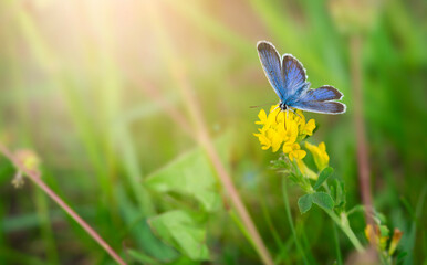 Blue butterfly sitting on yellow flower. Copy space, close up