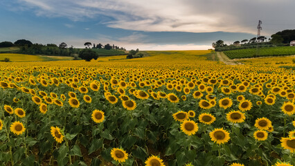Sunflower field on the hills of Tuscany