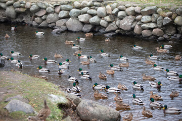 Many ducks swim in the water of the reservoir.