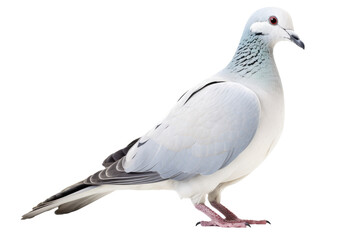 An elegant white dove with light blue colors, side view, isolated (Generative AI)