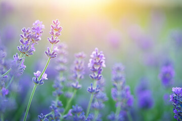 Fototapeta na wymiar Lavender flowers blooming on sunset sky. Natural background, copy space