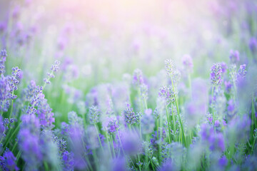 Blooming lavender flowers field. Natural background.