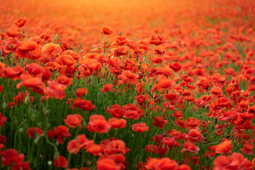 Field of red poppy flowers. Natural background. - obrazy, fototapety, plakaty