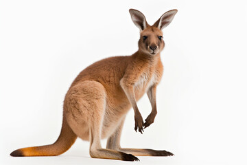 Generative AI.
a white background kangaroo