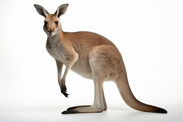 Naklejka na ściany i meble Generative AI. a white background kangaroo