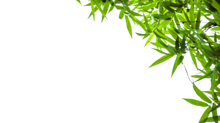 Fototapeta premium Isolated green bamboo leaves with copy space and with clipping paths on white background 