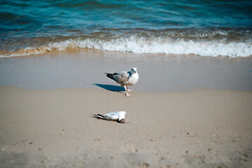 Seagull looking at a dead bird lying on the seashore