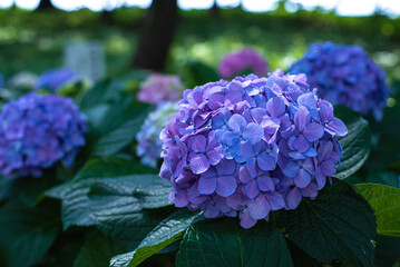 紫陽花の時期