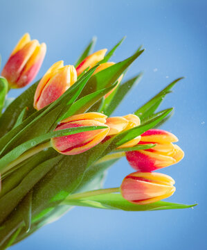 die Blume in hende, flowers in hand