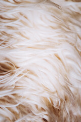 Close-up sur les poils d'une peau de mouton - Arrière plan texture duveteuse beige