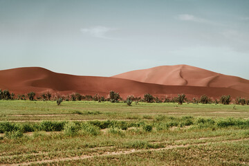 Fototapeta na wymiar Dunes and grass unite A captivating landscape where sandy undulations meet lush greenery, a harmonious fusion of textures in nature's artistic embrace