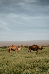 Camels on grass: Two majestic figures traverse the lush terrain, their presence a testament to the resilient beauty of desert life.