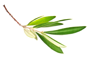 Obraz premium Green olive branch twig on white background