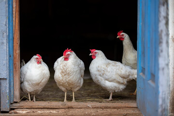White mother hens stand on the porch of their coop and look at the camera.