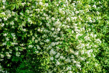 Fototapeta na wymiar Jasmine blossom branch in the garden in spring 
