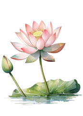 Floral composition with lotus, Hand draw watercolor isolated illustration on transparent background