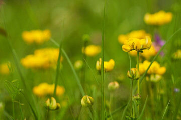 Obraz premium Small wild yellow flowers