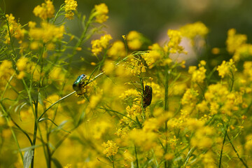 Small wild yellow flowers