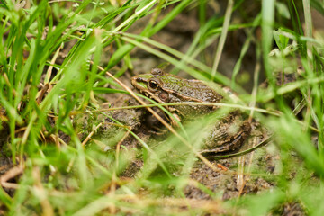 Small frog in the grass