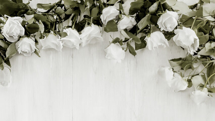 White rose © MYVE