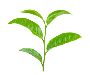 Green tea leaf isolated on transparent png