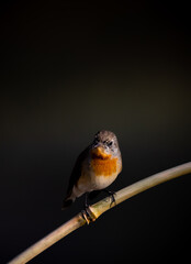 Red-breasted Flycatcher on the branch tree animalportrait.