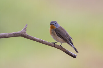 Red-breasted Flycatcher on the branch tree animalportrait.