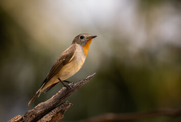 Fototapeta premium Red-breasted Flycatcher on the branch tree.