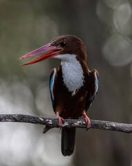 White-throated Kingfisher on the branch tree animal portrait.