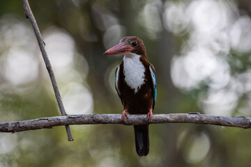 White-throated Kingfisher on the branch tree animal portrait.