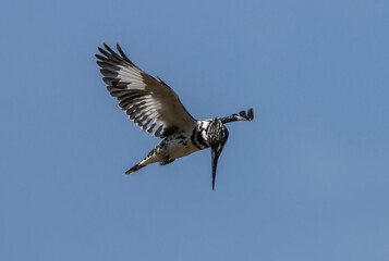 Pied Kingfisher was flying in the air looking for fish in the river.