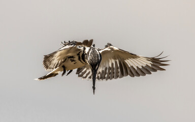Pied Kingfisher was flying in the air looking for fish in the river.