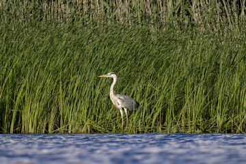 Grey Heron - Ardea cinerea, large common gray heron