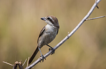 Brown shrike on a branch animal portrait.