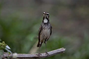 Bluethroat female on a branch close up shot.
