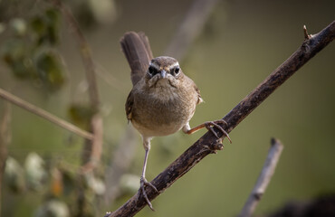  Siberian Rubythroat standing on a branch animal portrait.
