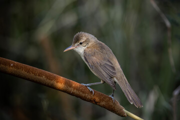 Oriental Reed Warbler Standing on a tree stump with a black background.