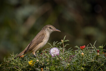 Oriental Reed Warbler Standing on a tree stump with a black background.