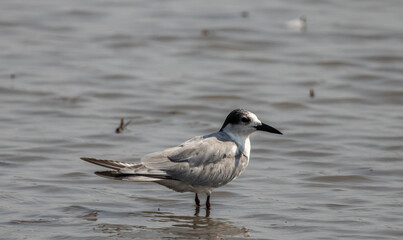Whiskered Tern on the ground animal portrait.