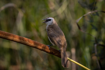Yellow-vented Bulbul on the branch tree.